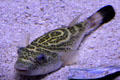 Bullseye pufferfish in aquarium at Sonoran Desert Museum. Tucson, AZ.