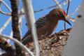 Gila woodpecker in Sonoran Desert. Tucson, AZ.