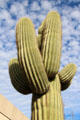 Sagurao cactus tree in downtown Tucson. Tucson, AZ.