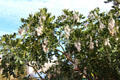 Texas mountain laurel with white seed pods in downtown Tucson. Tucson, AZ.