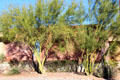 Palo Verde trees in Old Town. Tucson, AZ.