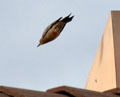 Gila woodpecker in Sonoran Desert. Tucson, AZ.