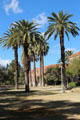 Palm trees on University of Arizona campus. Tucson, AZ.