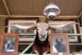 Longhorn cow head with photo of Ed Schieffelin, founder of Tombstone in 1877, at Bird Cage Theatre. Tombstone, AZ.