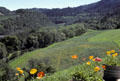 Hills of Napa Valley with poppies. CA.