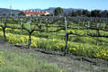 Grape vines in Napa Valley. CA.