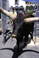 Longhorn cow at festival. Santa Barbara, CA.