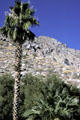 Palm & different ecosystem at base of Aerial Tramway. CA.