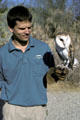 Handler with Barn Owl <i>Tyto alba</i> at Living Desert Zoo. Palm Desert, CA.