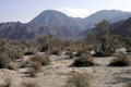 Desert landscape of Living Desert Zoo & Gardens. Palm Desert, CA.