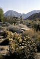 Cholla & other cactus at Living Desert Zoo & Gardens. Palm Desert, CA.