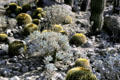 Barrel cactus collection at Living Desert Zoo & Gardens. Palm Desert, CA.