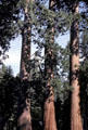Sequoia redwood trees in Sequoia National Park. CA.