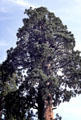 Crown of Sequoia tree in Sequoia National Park. CA.