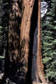 Sequoia trunk in Sequoia National Park. CA.