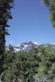 Mountains & pines around Lake Tahoe. CA.