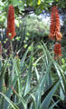 Cactus at Lara-Soto Adobe. Monterey, CA.