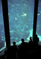 Kelp ecosystem tank in Monterey Bay Aquarium. Monterey, CA