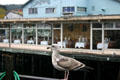 Young gull watches seafood restaurant at fisherman's wharf. Monterey, CA.