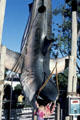 Young visitor examines hanging Jaws shark at Universal Studios. Universal City, CA.