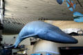 Whale sculpture hangs from roof of Aquarium of the Pacific. Long Beach, CA.