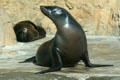 California sea lion at Aquarium of the Pacific. Long Beach, CA.