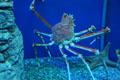 Giant spider crab at Aquarium of the Pacific. Long Beach, CA.