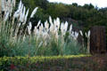 Tall grass plantings at Skirball Cultural Center. Los Angeles, CA.