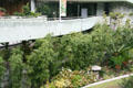 Bamboo along Pavilion for Japanese Art at LACMA. Los Angeles, CA.