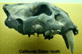 Skull of California Saber-Tooth at Museum of La Brea Tar Pits. Los Angeles, CA.