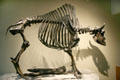 Skeleton of Antique Bison at Museum of La Brea Tar Pits. Los Angeles, CA.