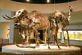 Collection of skeletons found in La Brea Tar Pits including mastodon & camel at Page Museum. Los Angeles, CA.