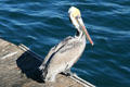 Brown Pelican at San Pedro. San Pedro, CA.