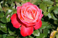 Red rose at South Coast Botanic Garden. Palos Verdes Peninsula, CA.