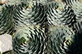 Cactus patterns at South Coast Botanic Garden. Palos Verdes Peninsula, CA.