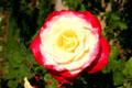 Red & yellow rose at Nixon Library. Yorba Linda, CA.