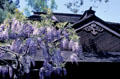 Wisteria & tea house in Japanese Garden at Henry E. Huntington Gardens. San Marino, CA.