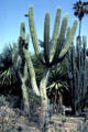 Cactus garden at Henry E. Huntington Gardens. San Marino, CA.