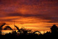 Red sunrise over palms. CA.