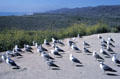 Gulls in formation on California coast. CA.