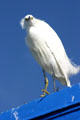Snowy Egret. San Diego, CA.