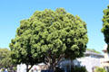 Street tree in Coronado. Coronado, CA.