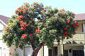 Flowering tree in Coronado. Coronado, CA.