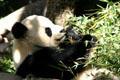 Panda eating bamboo at Balboa Park Zoo. San Diego, CA