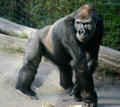 Gorilla at Balboa Park Zoo. San Diego, CA.