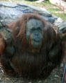 Orangutan at Balboa Park Zoo. San Diego, CA.