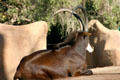 Sable Antelope at Balboa Park Zoo. San Diego, CA.