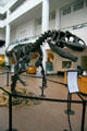 Allosaurus fragilis cast at San Diego Museum of Natural History. CA.