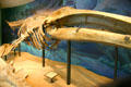 Extinct gray whale species cast at San Diego Museum of Natural History. CA.