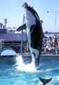 Killer Whale clears the water at Sea World Park. San Diego, CA.